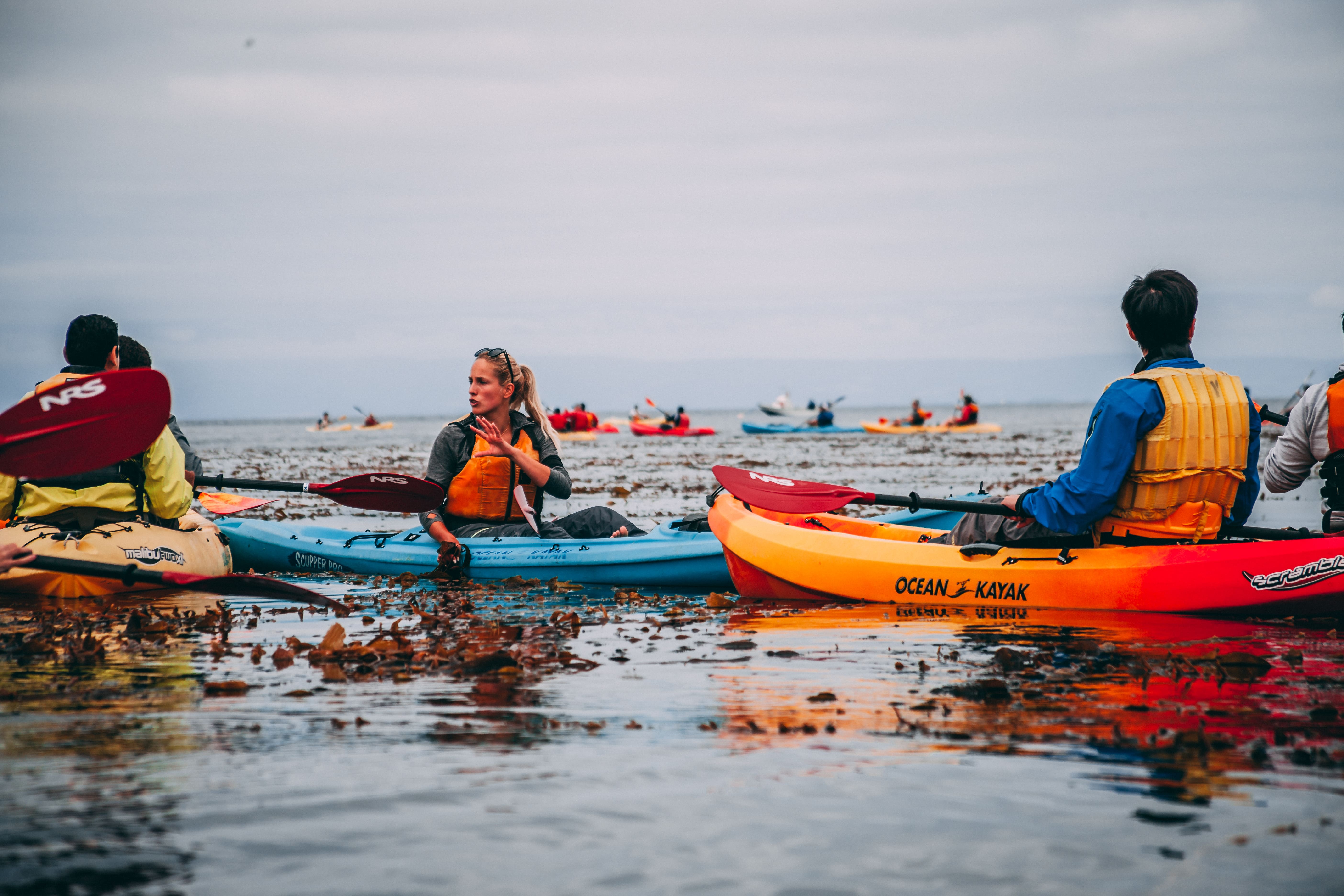 Group kayaking near harbor seals along the Monterey coastline
