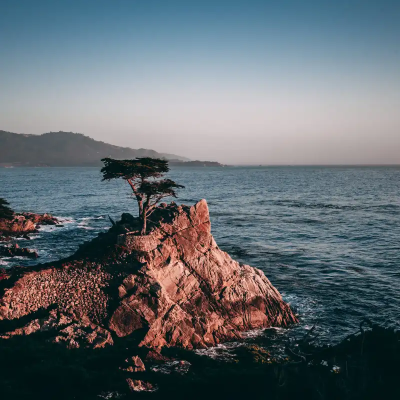 Lone-Cypress